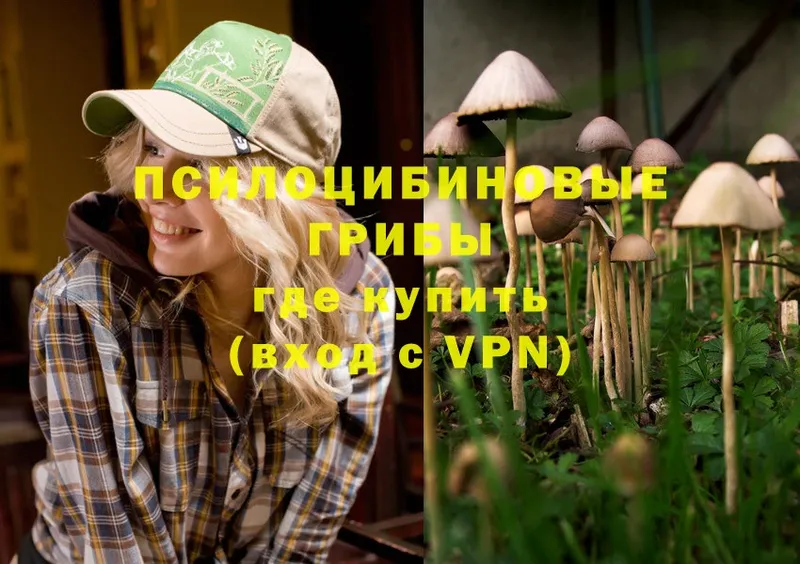 Псилоцибиновые грибы Cubensis  Павлово 